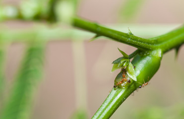 Fire ant eat nectar from plant