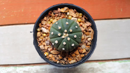 Obraz na płótnie Canvas Astrophytum Asterias cactus