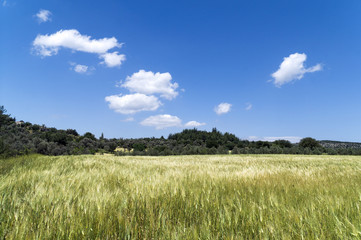 Olive trees in agricultural glean field at mediterranean country