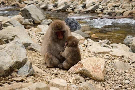 Parent and child snow monkey in Jigokudani Yaen-Koen, Japan