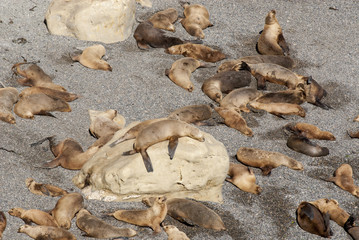 South American Sea Lions Going To Swim - Golfo Nuevo - Punta Loma Nature Reserve - Puerto Madryn - Argentina - Otaria Flavescens 