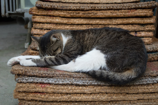 Stray Cat Resting on a Mat