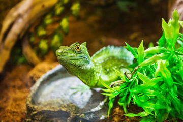 The green lizard in a terrarium at resort Vinpearl
