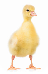 Cute little newborn gosling, isolated on a white background