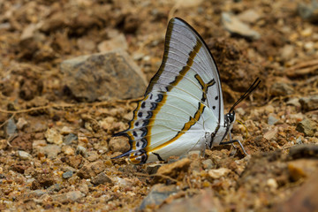 Beautiful Butterfly in forest