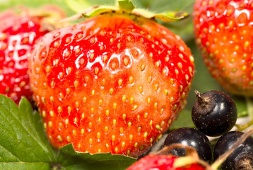 strawberry, macro, currant