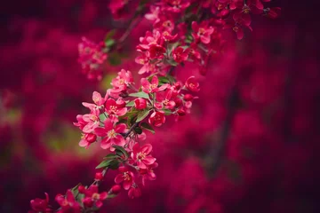 No drill roller blinds Cherryblossom Cherry blossom