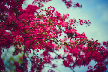Branches of spring blooming tree