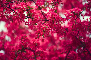 Beautiful pink blossom