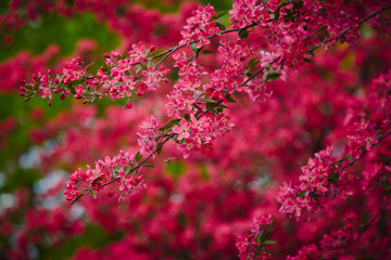 Spring blossom tree