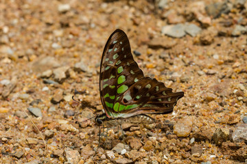 Beautiful Butterfly in forest