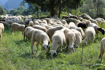 Obraz premium flock of sheep grazing