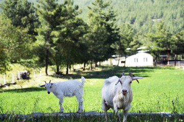 Goat family is feeding in natural garden