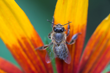 bee, blossom, chamomile, daisy, flower, matricaria, natural, plant, summer