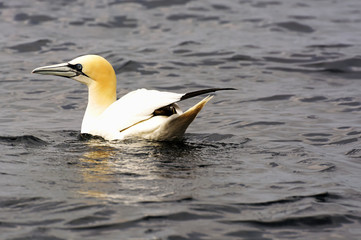 Gannet on the sea
