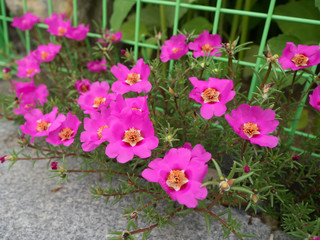 Pink Portulaca grandiflora flowers are beautiful