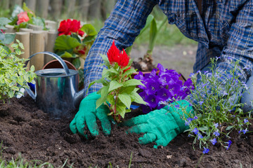 Fototapeta premium Planting flowers in the garden home