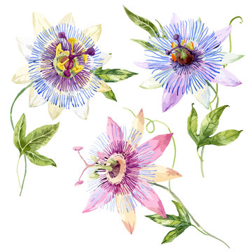 Watercolor Passion Flower