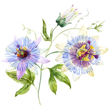 Featured image of post Passion Flower Drawing