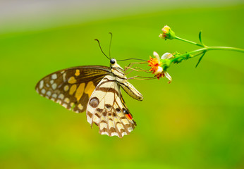  butterfly on flower