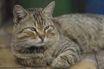 Cat portrait macro shot