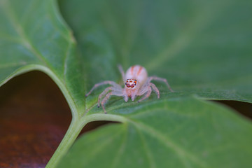 close up Jumping Spider