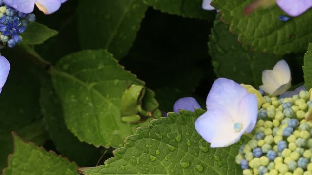 カエルと紫陽花