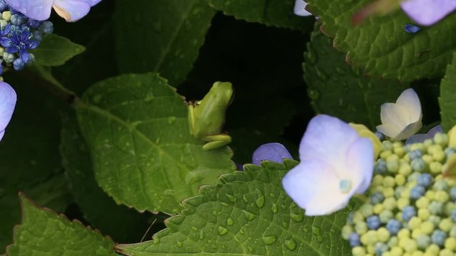 紫陽花とカエル