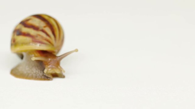 Extreme closeup shot of a large garden snail, isolated against a white background, approaching the camera and turning aside to reveal the spiral of his shell