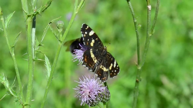 Landk&auml;rtchen (Araschnia levana) Landk&auml;rtchenfalter teilt sich die Bl&uuml;te mit einer Hummel Dunkle Erdhummel (Bombus terrestris)