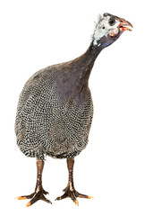guinea fowl - Numida meleagris f. domestica