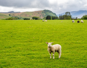 Obraz premium Sheep in countryside
