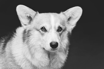 Beautiful welsh corgi dog