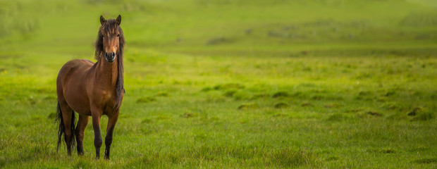 Horse on a summer pasture.