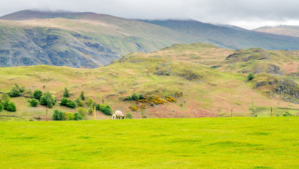 Fototapeta na wymiar Sheep in countryside
