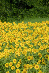 ひまわり畑（向日葵畑）