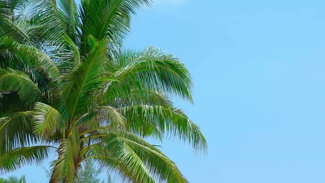 Green fronds and leaves of coconut palms swaying gently in a tropical breeze, set against a clear, blue sky. UltraHD video