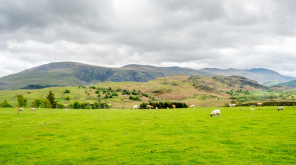 Fototapeta na wymiar Sheep in countryside