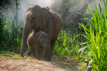 A young elephant right next to an adult one.