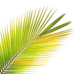 Coconut leaf isolated white background