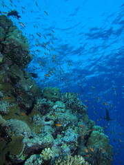 Fototapeta na wymiar Reef scene looking up to surface at Gota Kebir, St John's reefs,