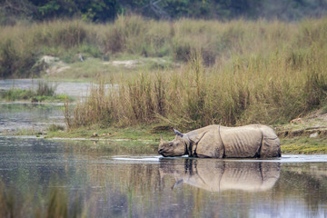 Fototapeta premium Greater One-horned Rhinoceros in Bardia national park, Nepal