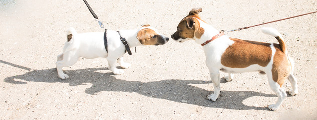 Знакомства теней.
