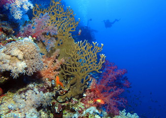Fototapeta na wymiar Colourful scene at Habili Ali, St John's reefs, Red Sea, Egypt