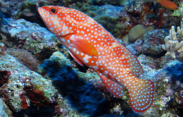 Beautiful fish, Red Sea