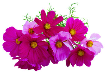 Pile of Cosmos pink flowers isolated on white background