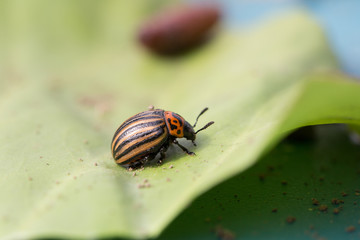 Beetle sitting on a green leaf