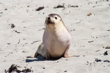Little Seal Kangaroo Island