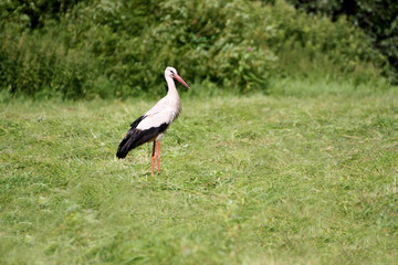 The stork is standing in the grass.