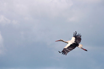Stork flying in the sky.